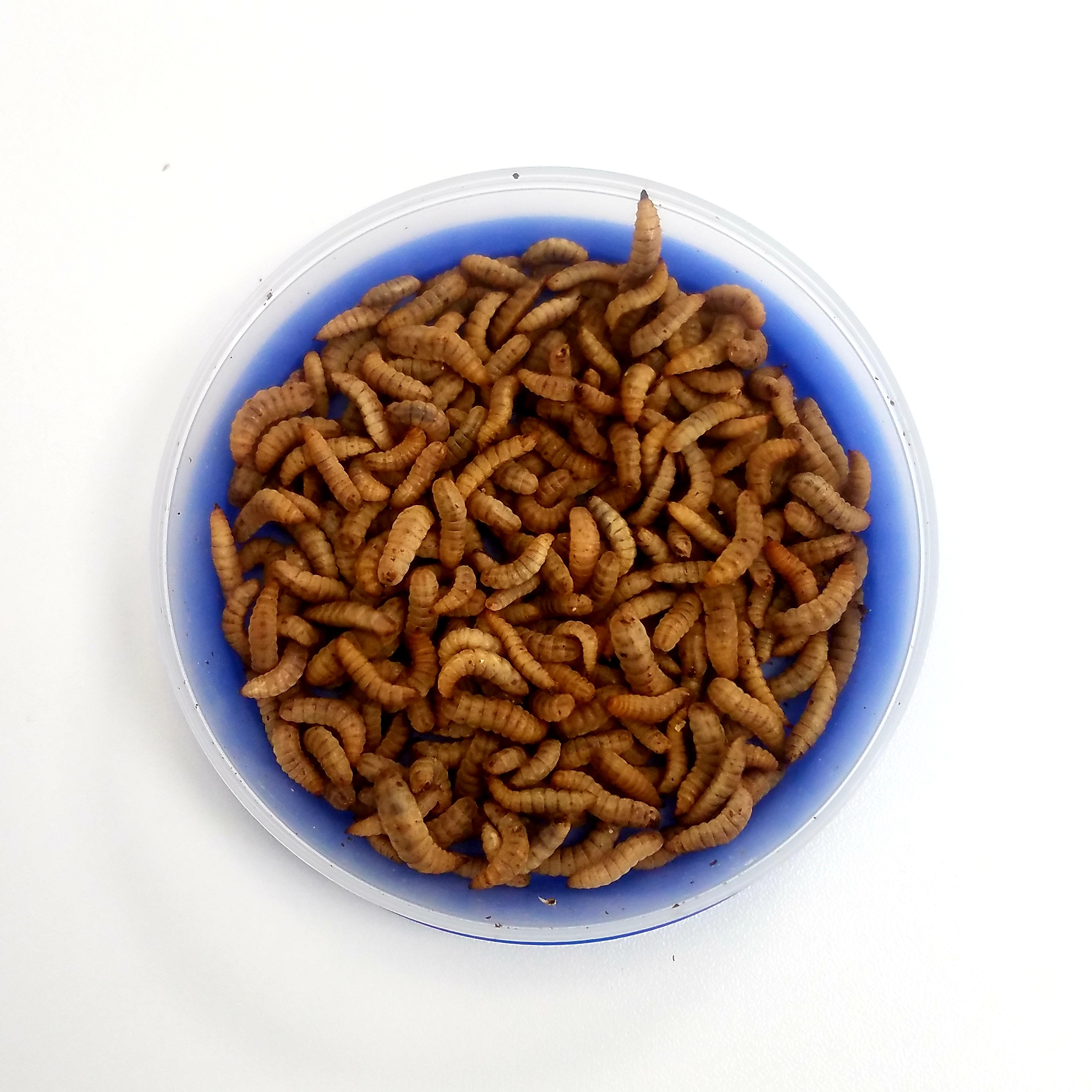 Large Live Calci worms Large Live Calci worms